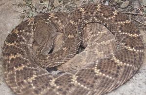 Rattlesnake